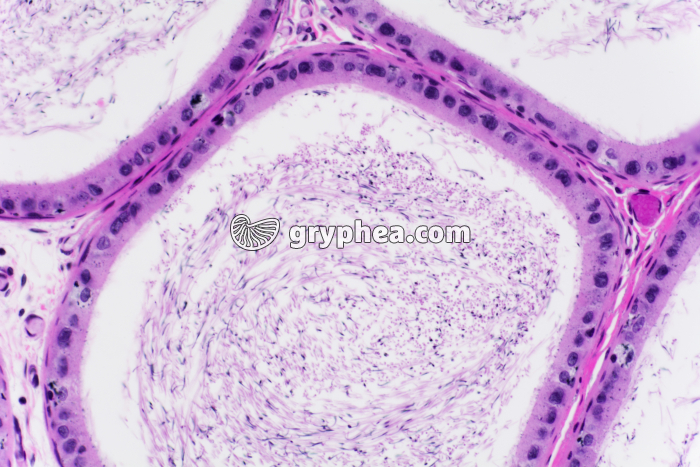 Epididyme testicule de Cobaye x100 - gryphea.com
